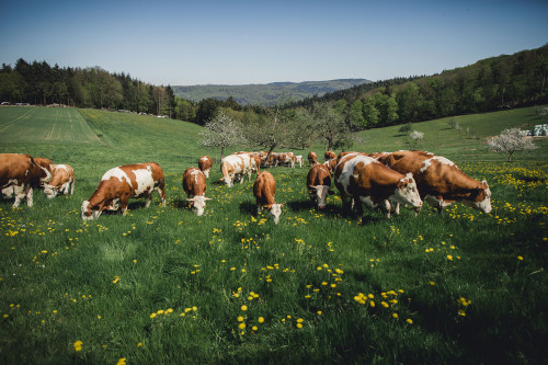 Hofladen Schmiederhof Langenhard