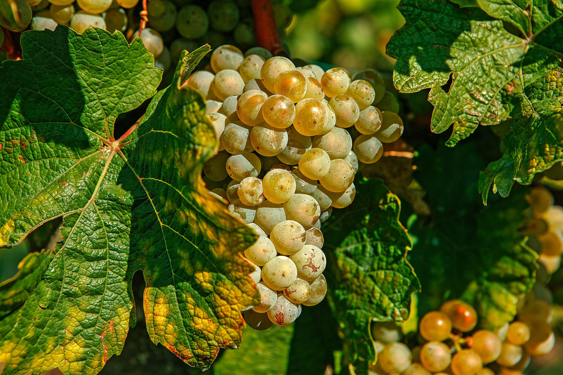 Weingut Schloss Ortenberg GmbH & Co KG