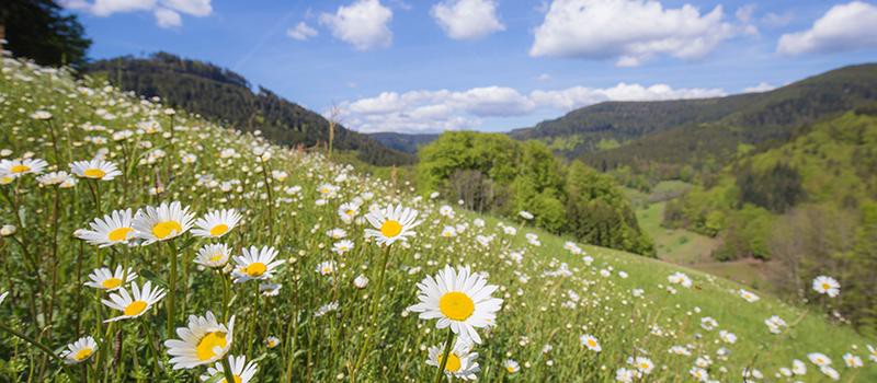 Kur- und Tourismus GmbH Bad Peterstal-Griesbach
