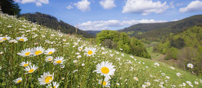 Kur- und Tourismus GmbH Bad Peterstal-Griesbach