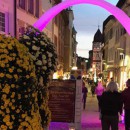 Chrysanthema bei Nacht