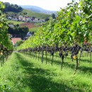 Entdecken Sie den Zauber der Ortenau: Offenburger Weinwandertag