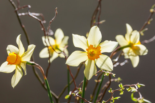 Ostern mit Feng-Shui: So gestalten Sie Ihr Zuhause für eine harmonische Feiertagsstimmung
