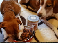 gesunde aretgerechte und 100% natürliche Ernährung für ihren Hund oder Katze gesucht?