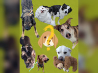 oder vermutlich eher deinen Hund!
