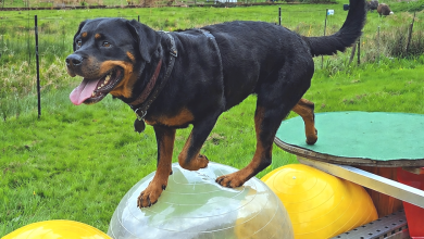 Hunde-Erlebnispark war über Pfingsten bereits ausgebucht