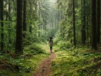 Waldbaden, Barfußpfade, Schwarzwald: Warum der Sommerurlaub die beste Erdungskur ist