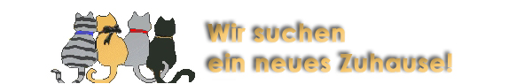 Baby-Katzen suchen neues Zuhause