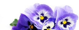 Ideen f�r Ihren Garten.