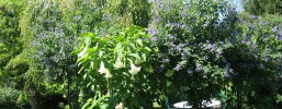 Gartengestaltung