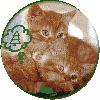 katzen  Futter Pflanzen