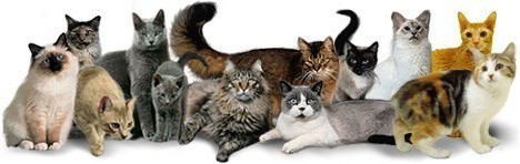 Baby-Katzen suchen neues Zuhause