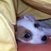 Hundezucht